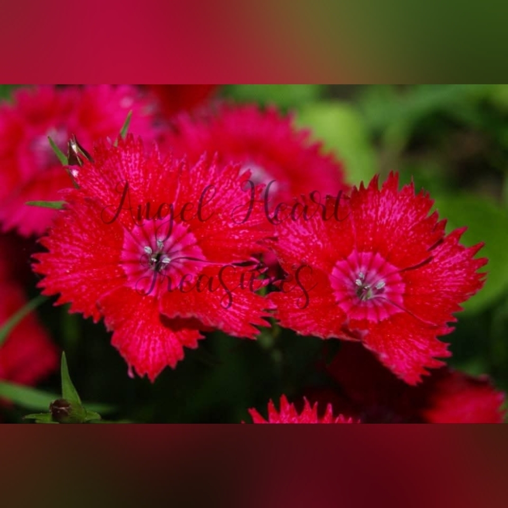 5x7 Original Nature Photography Of Red Dianthus Flower Blooms Photo Print